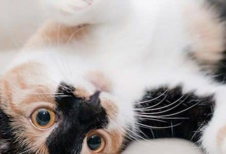adorable cat