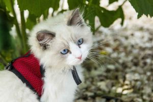 baby cat kitten in harness