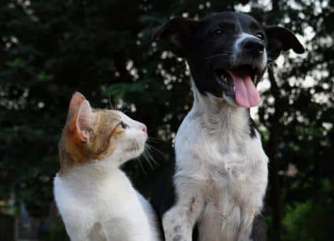 cat and dog in garden