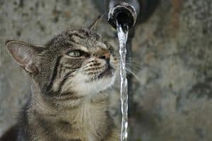 cat looking at water from tap
