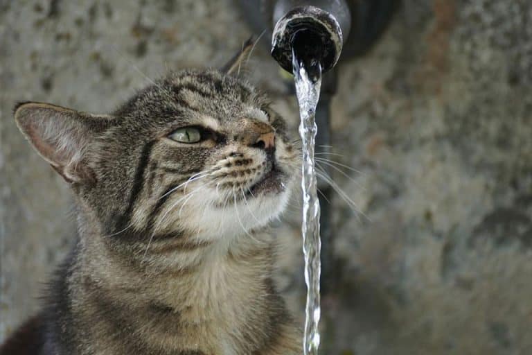 cats scared of water bottles