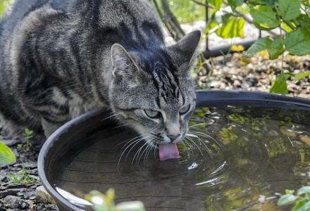 tabby cat drinking from tray in garden