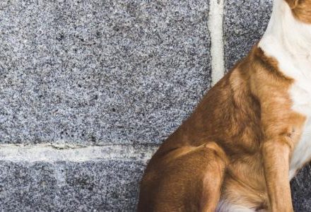 dog next to a wall
