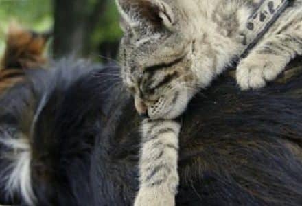 cat and dog hugging
