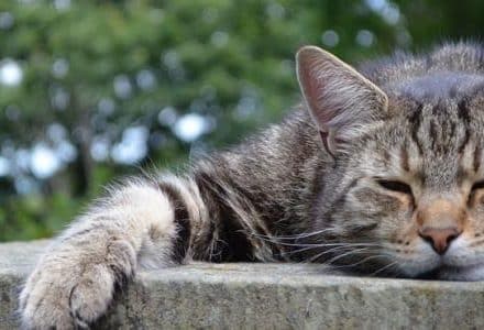 cat sleeping on a slab
