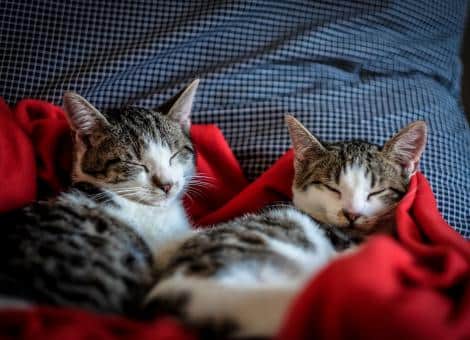 2 cats lying asleep on red blacket