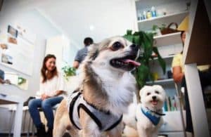 two dogs in a pet diner