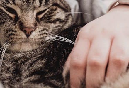 cat snuggled into human