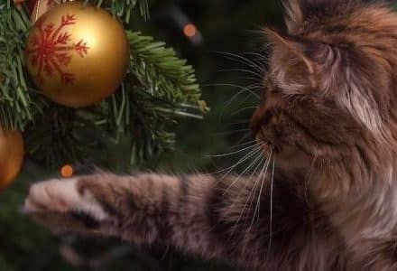 cat looking at baubles on Christmas tree