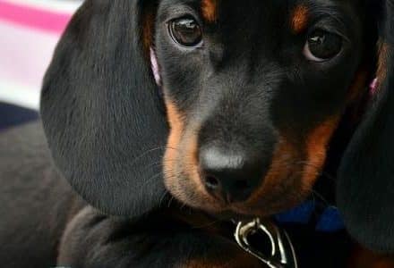 dachshund being hugged