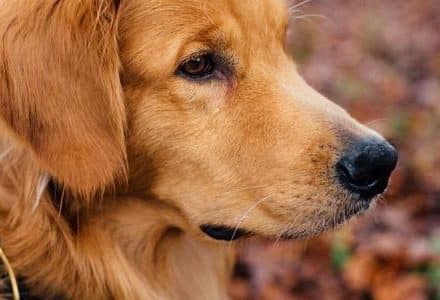 dog closeup in the forest