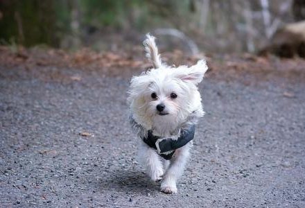 small dog running in woods