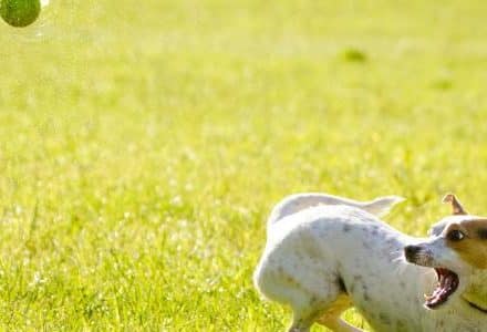 dog and ball