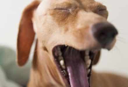 dog yawning
