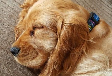 dog sleeping on a sofa
