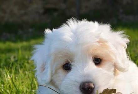dog in the garden eating a leaf