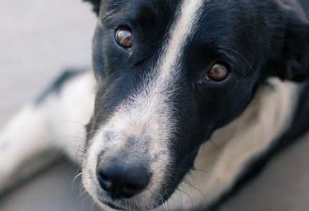dog closeup laying down