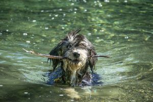 wet dog in open water with stick in mouth
