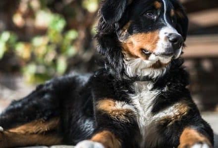 dog lying down in the sun