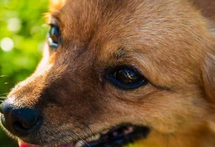 dog closeup in the garden