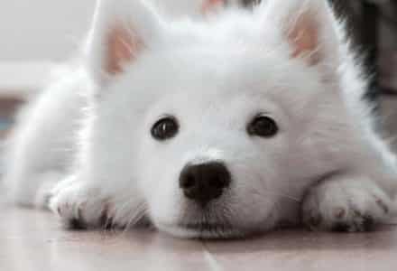 dog lying down close up