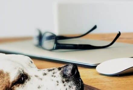 dog and computer accessories