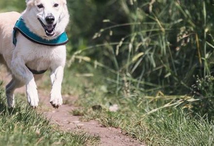 dog running in the park
