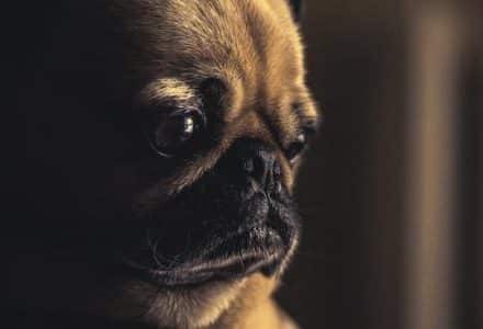 dog staring in a dark room