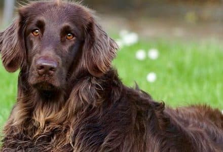 brown dog laying in grass