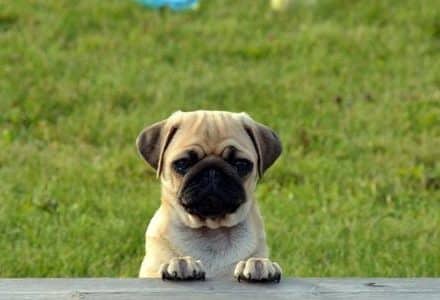dog looking up