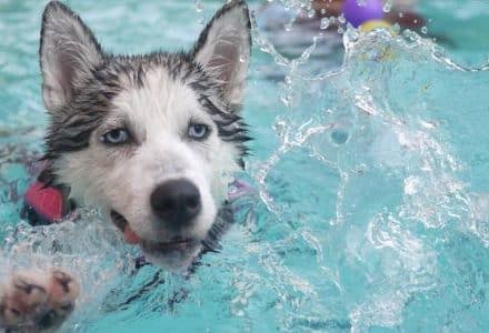 dog swimming