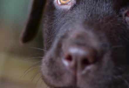 dog closeup