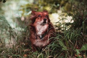 dog in the grass