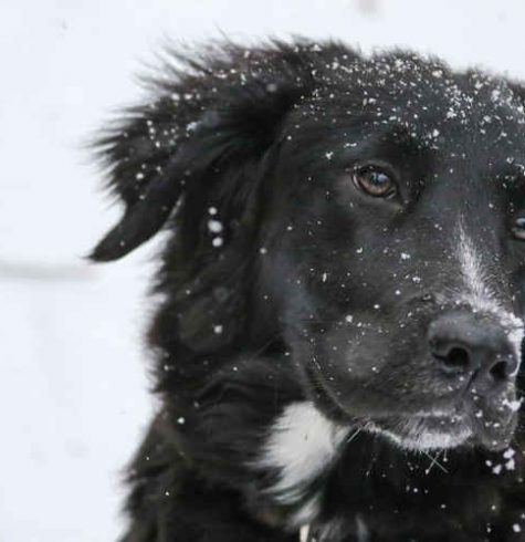 dog in snow