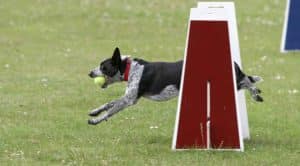 dog jumping hurdles