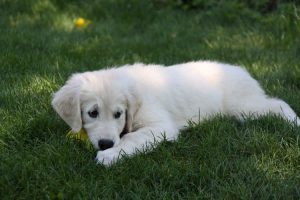dog lying in the grass