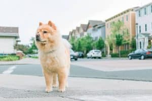 small dog standing on street of houses