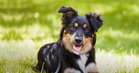 black, white and brown dog lying in field