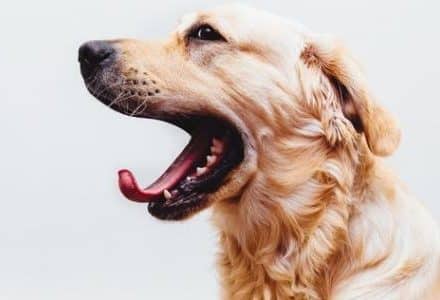 dog yawning