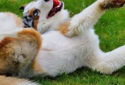 happy dog playing on the grass
