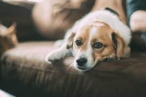 dog laying on sofa