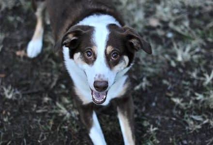 brown and white dog looking up at camera laying on path