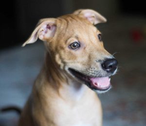 face of brown dog