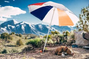 dog under parasol