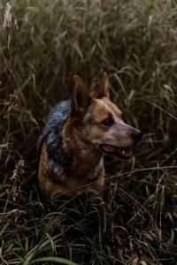Dog walking in grass