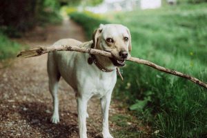 dog with big stick