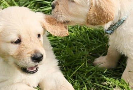 dog puppies playing in the garden
