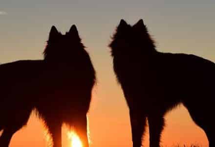 two dogs in the sunset