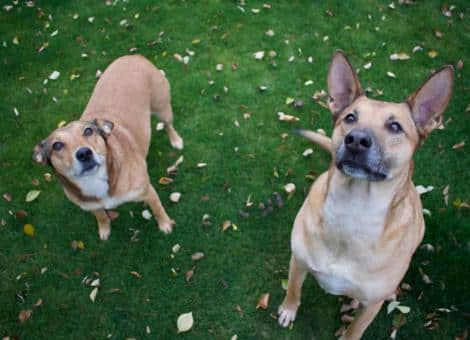 2 dogs looking up at camera