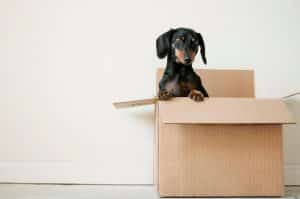 dog in a cardboard box